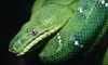 $15 for a Reptile and Exotic-Pet Show Day for Two Adults and Two Children at Repticon ($30 Value)