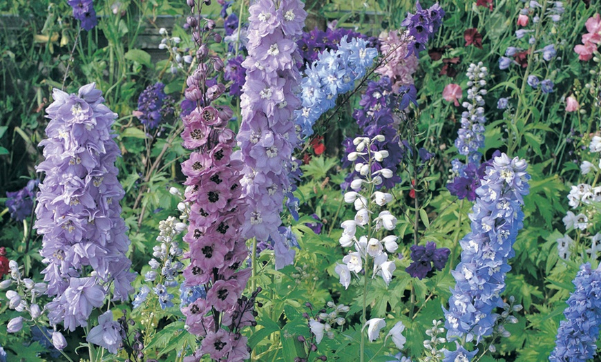 Image 1: Hardy Delphinium Mixed Plants