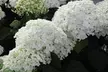 Upto Three Mixed Potted White Hydrangea Varieties - Second Medium