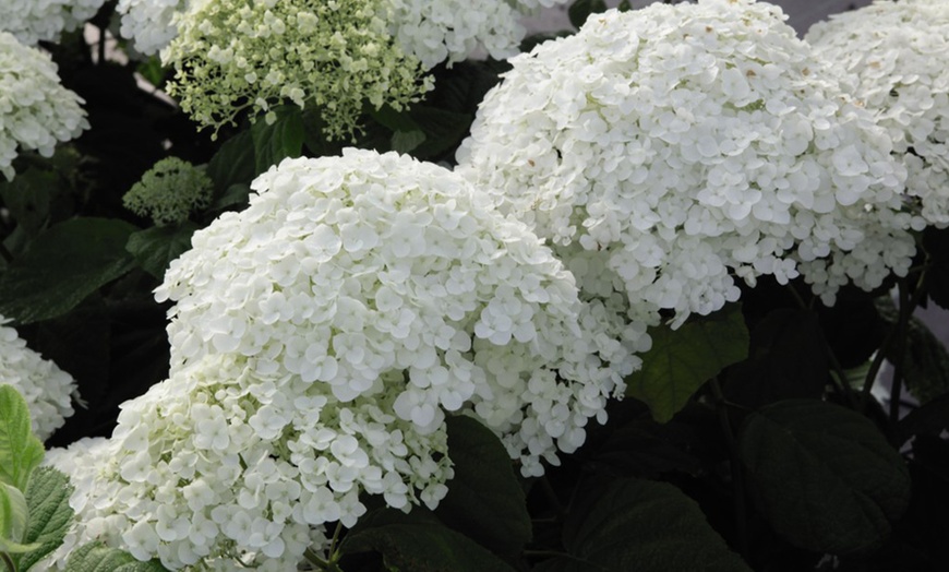 Image 3: Upto Three Mixed Potted White Hydrangea Varieties