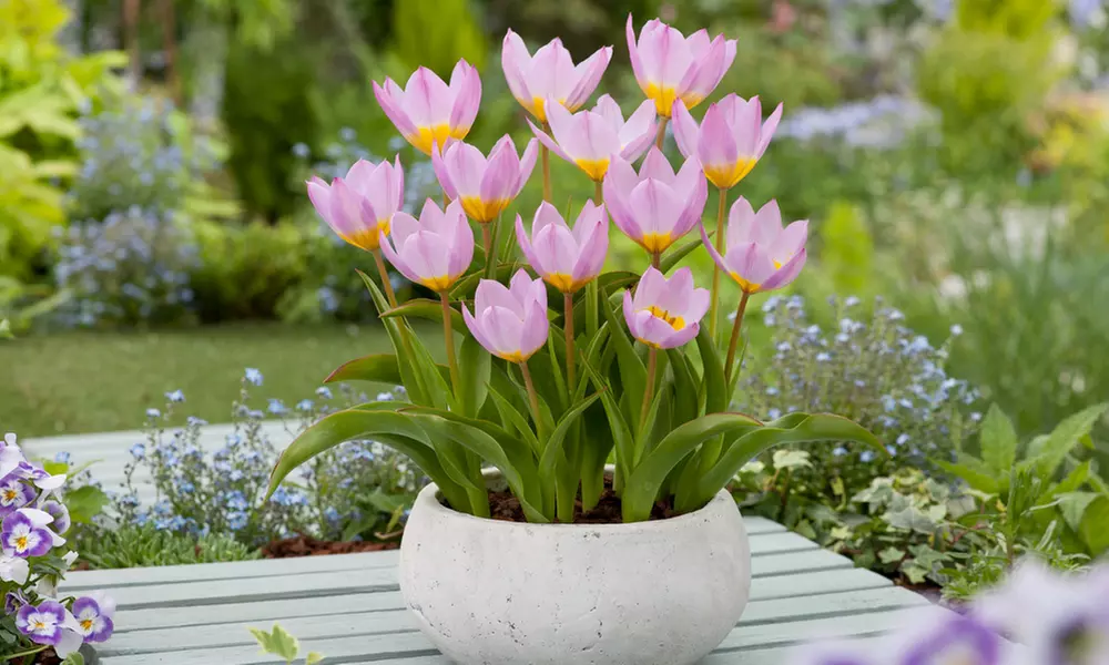 100 Bulbos de flor Tulipa 'Bakeri Lilac wonder - Primary Image
