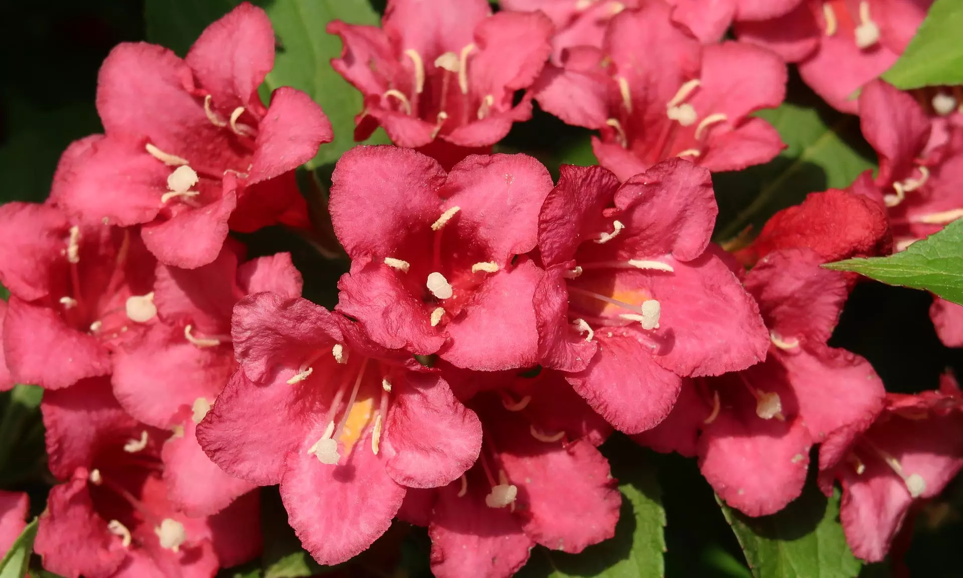 Lot de 4 ou 8 arbustes ornementaux XL différents