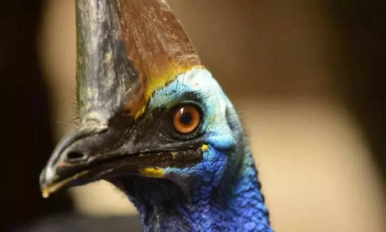 Explore Australian Wildlife with One Child, Adult or Family Pass