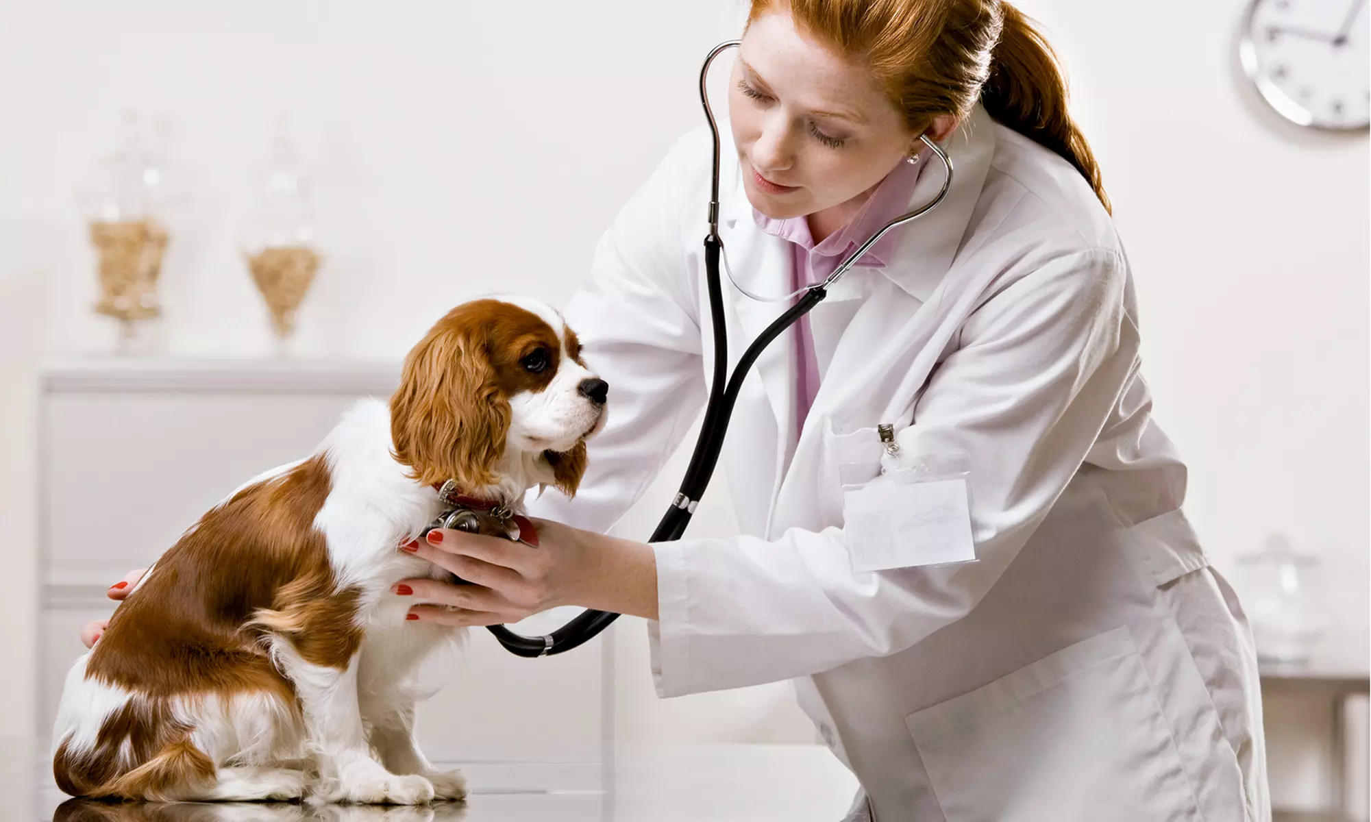 Exam at Mesa Veterinary Clinic and Paws N Hooves Mobile Veterinary Services (Up to 72% Off). 2 Options Available - Primary Image