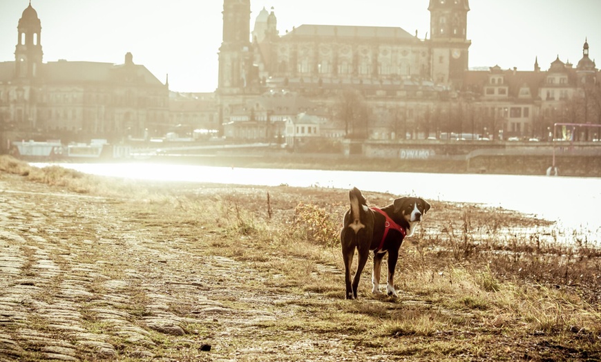 Image 3: Haustier-Fotoshooting