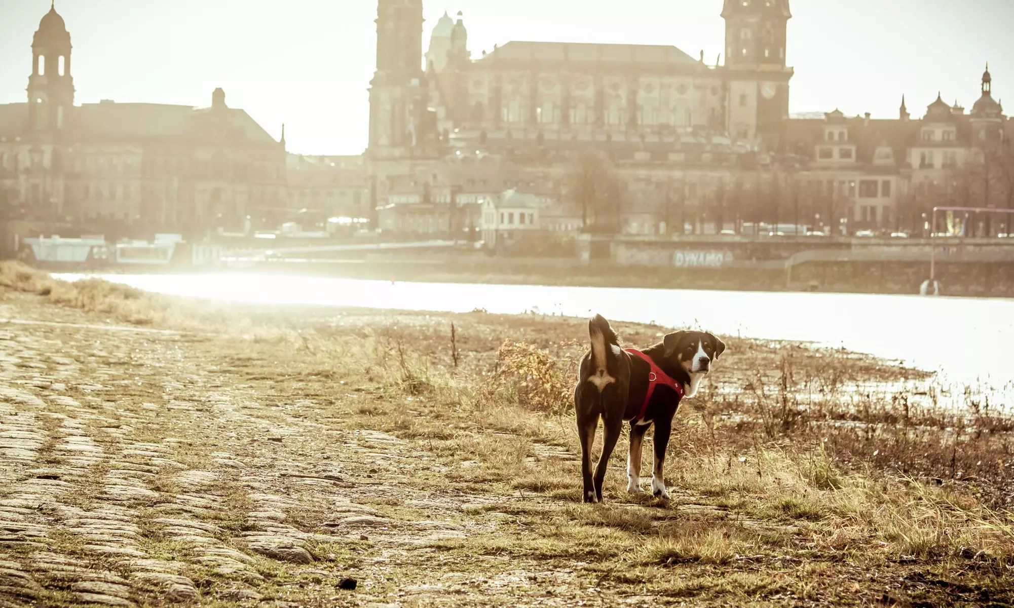Haustier-Fotoshooting