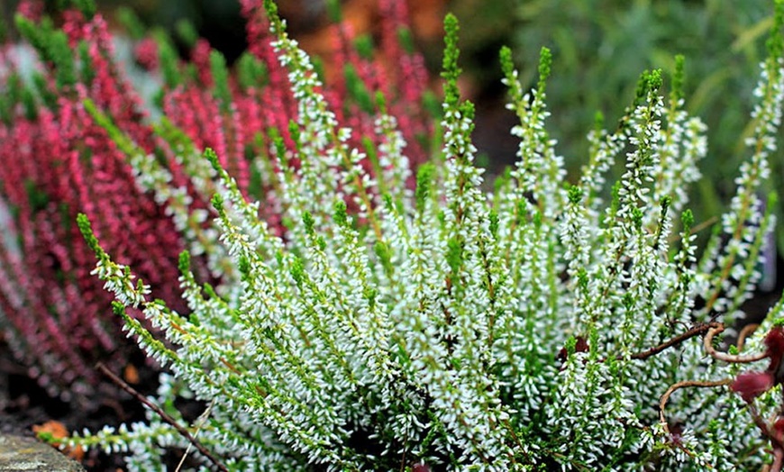 Image 4: Heather Plant Collection