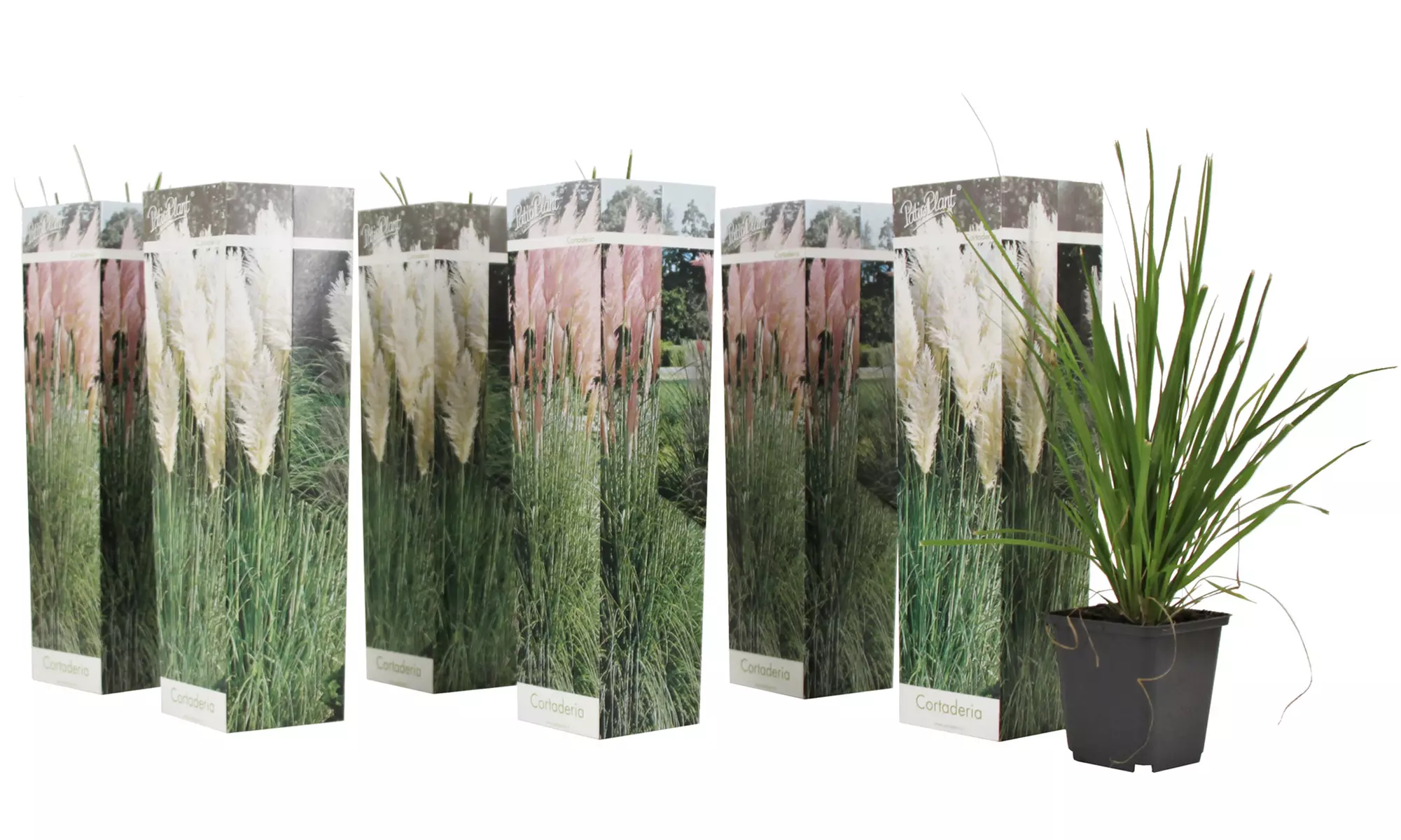 3er- oder 6er-Set Pampasgräser "Cortaderia selloana"
