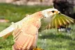 Half-Day Falconry Experience with Hot drink and Homemade Cake for One or Two at West Sussex Falconry - Second Medium