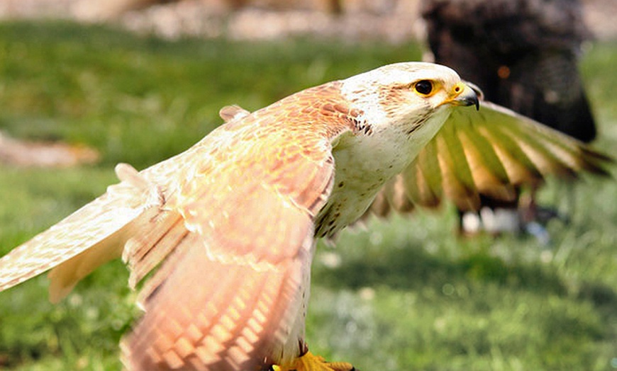 Image 2: Half-Day Falconry Experience