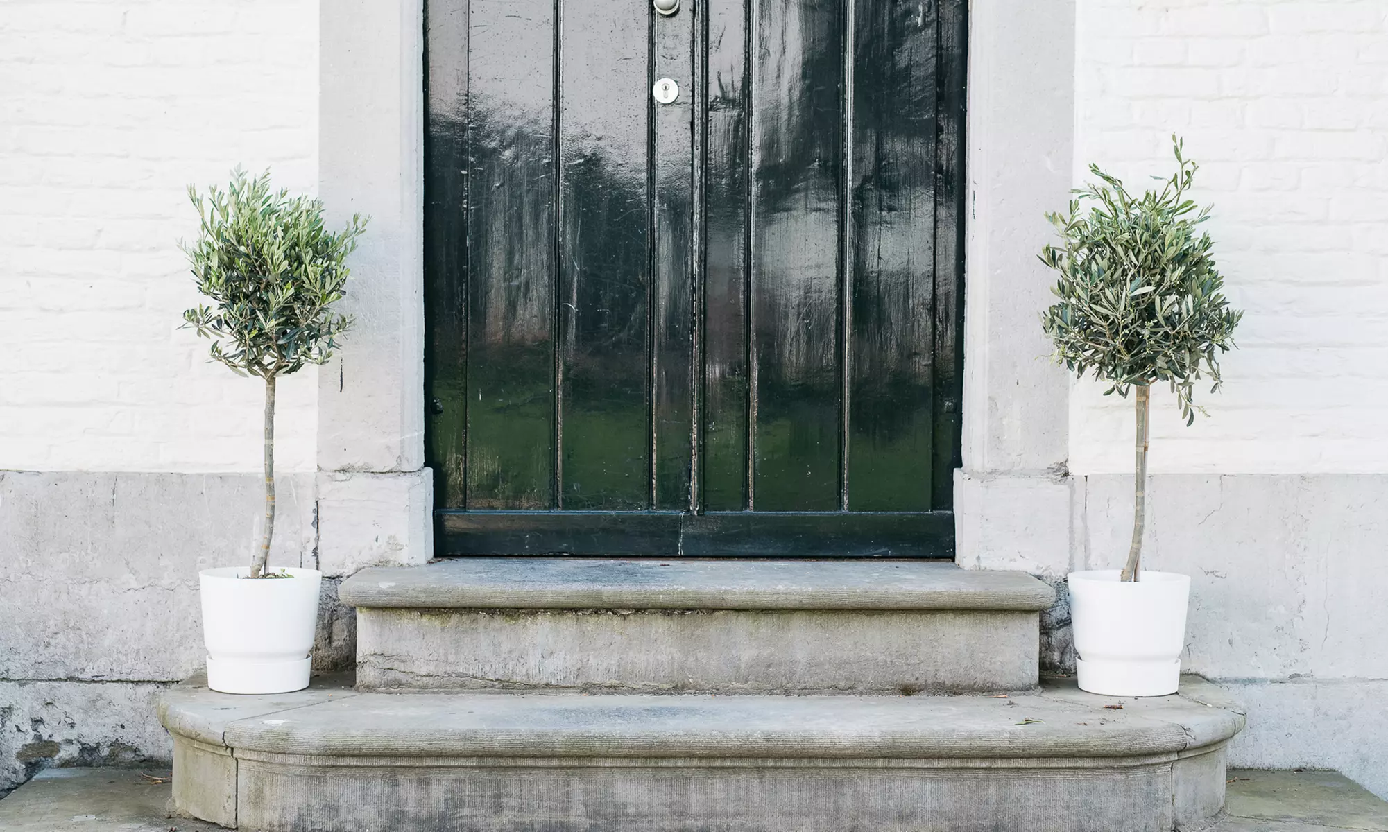 Bis zu 8x Olivenbäume