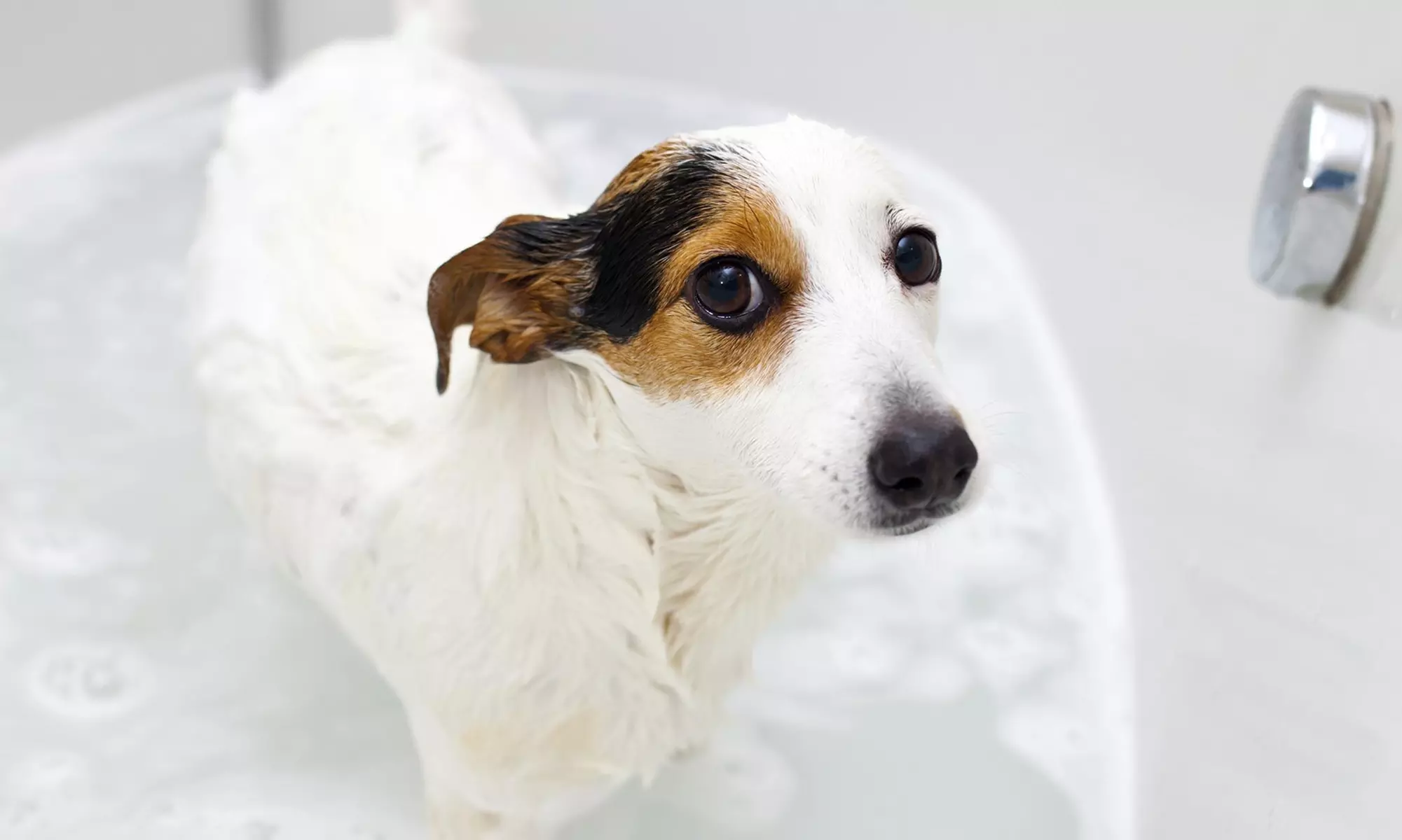 Up to 40% Off at All Paw Spa - Primary Image