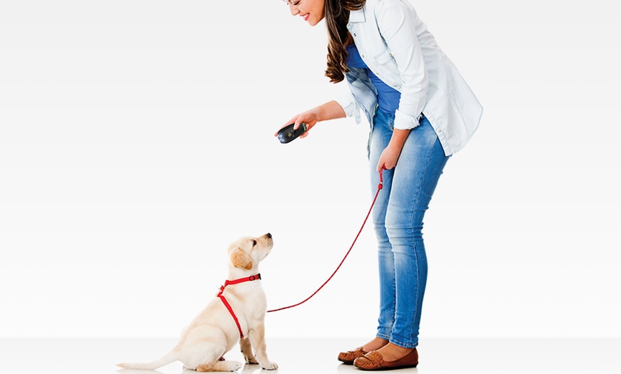 pet-command-dog-training-system-groupon