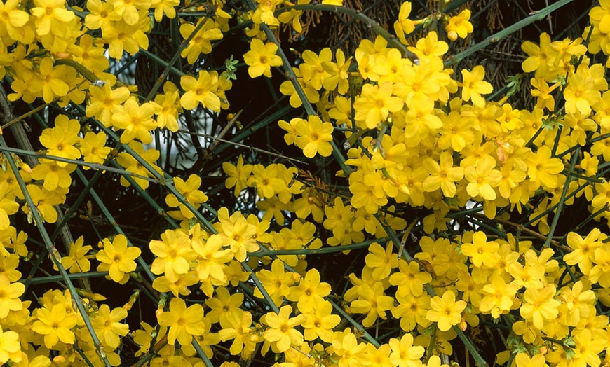 Image 1: Jasmine and Honeysuckle Plants