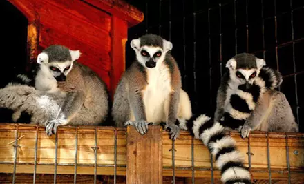 Nature Park and Fun Park Admission for One, Two, or Four at Shell Factory and Nature Park (Up to 56% Off) - Primary Image
