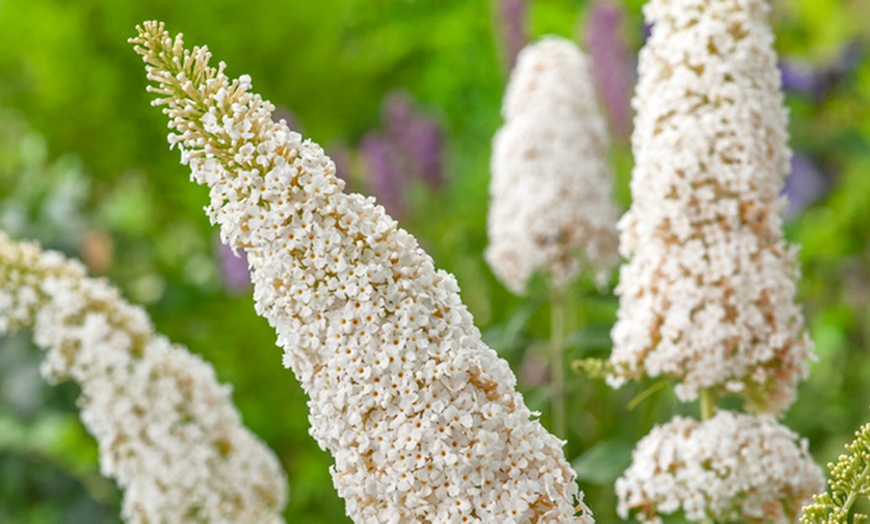 Image 2: Lot de 3 ou 8 plantes de Buddleja Davidii