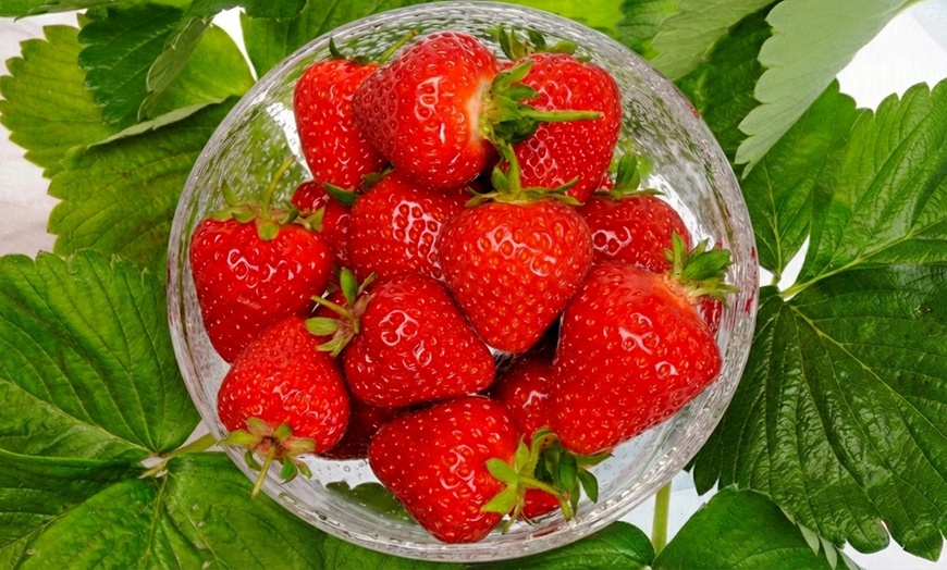 Image 3: Strawberry Plant Collection