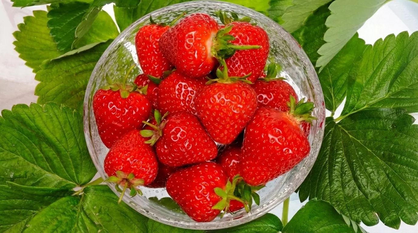 Strawberry Plant Collection