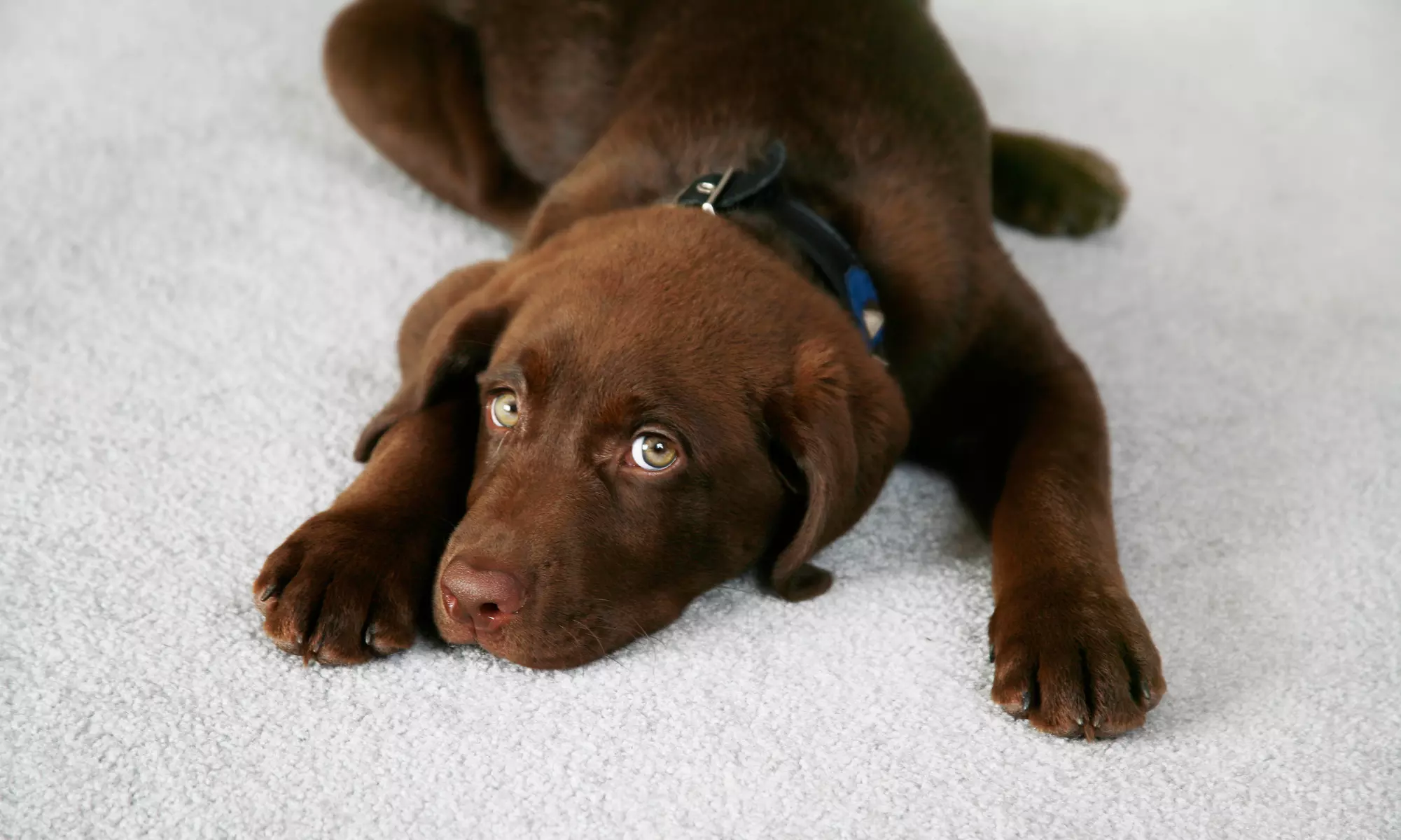 $10 for $26 voucher — Cat Dog Poop Patrol - Primary Image