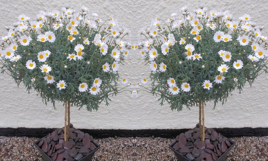 Image 3: Giant Marguerite Daisy Trees