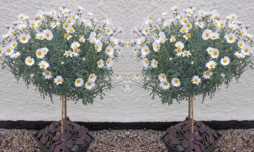 Pair of Giant Marguerite Daisy Trees from £24.99 With Free Delivery (Up to 63% Off) - Image 3