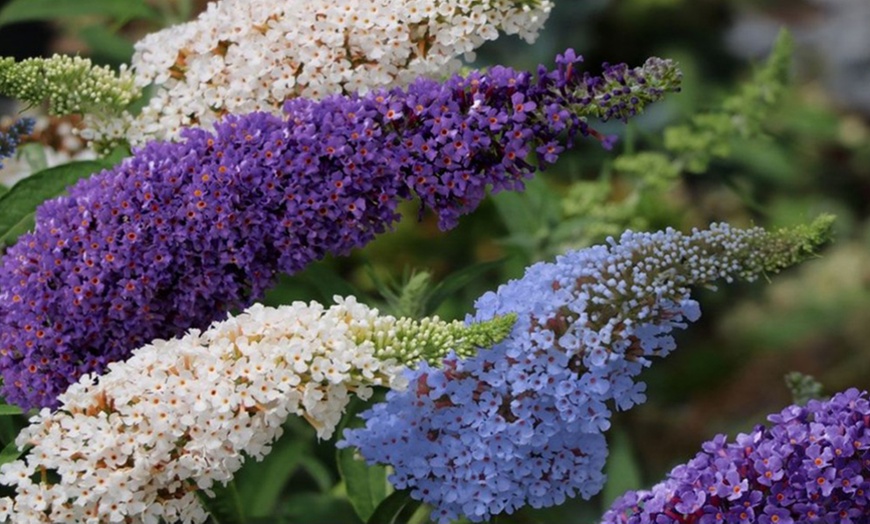 Image 1: Buddleia Tricolour Butterfly Bush