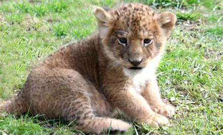 Zoo Visit for Two, Four, or Six at The Zoo in Forest Park and Education Center (Up to 49% Off) - Primary Image