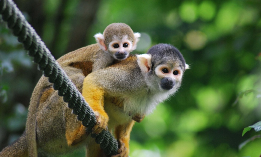 Image 9: Entrées à la Vallée des Singes