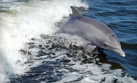 Whale- or Dolphin-Watching Cruise for Two, Four, or Six from Sightseer Whale & Dolphin Trips (Up to 65% Off) - Primary Image