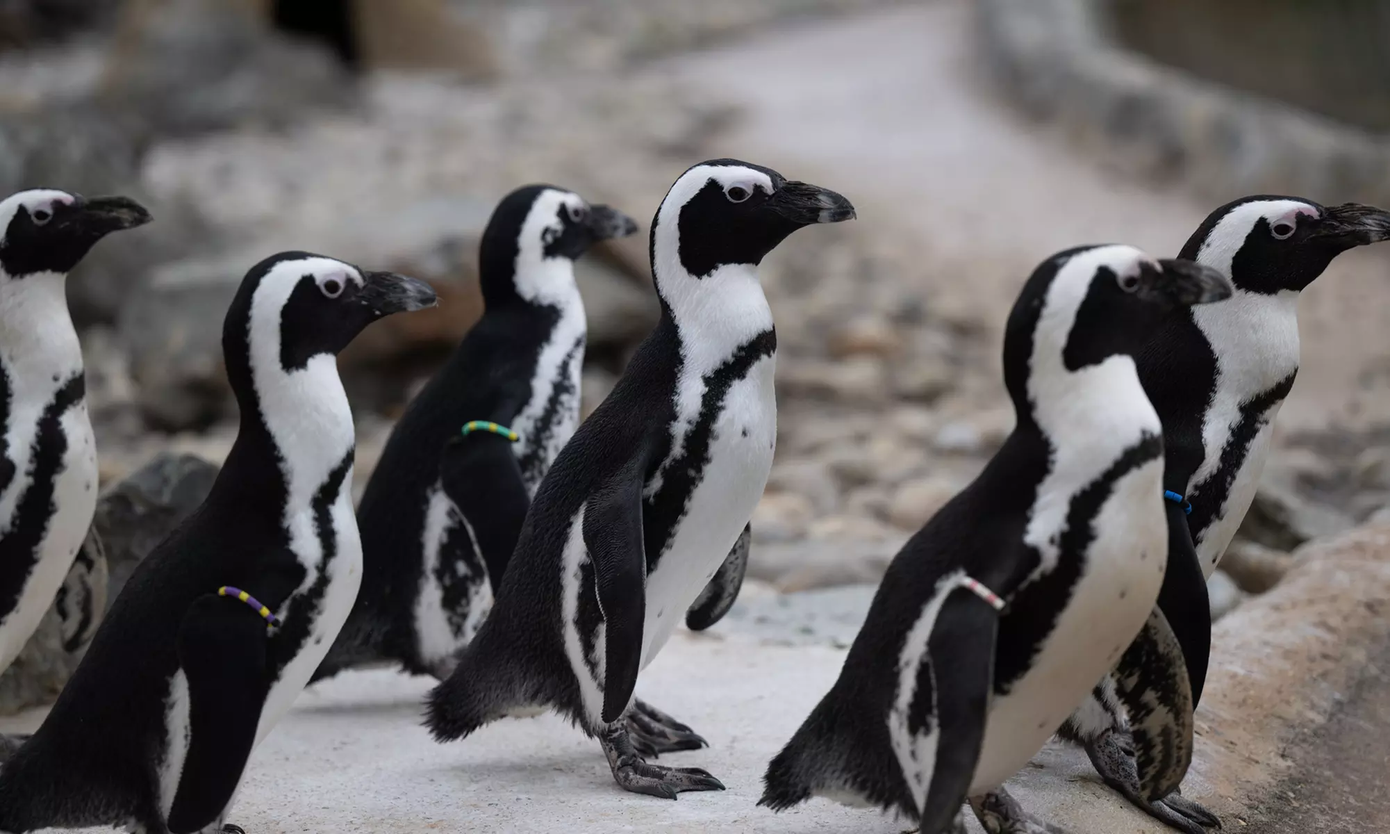 Discover Diverse Wildlife this Easter with Immersive Animal Experiences at Banham Zoo Norwich