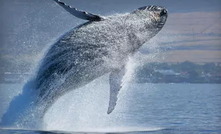 Whale- or Dolphin-Watching Cruise for Two or Four from Starlight Fleet in Wildwood Crest (Up to 53% Off) - Primary Image