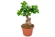 1x oder 2x Bonsai Ficus Ginseng optional mit Pflanztopf - Second Medium