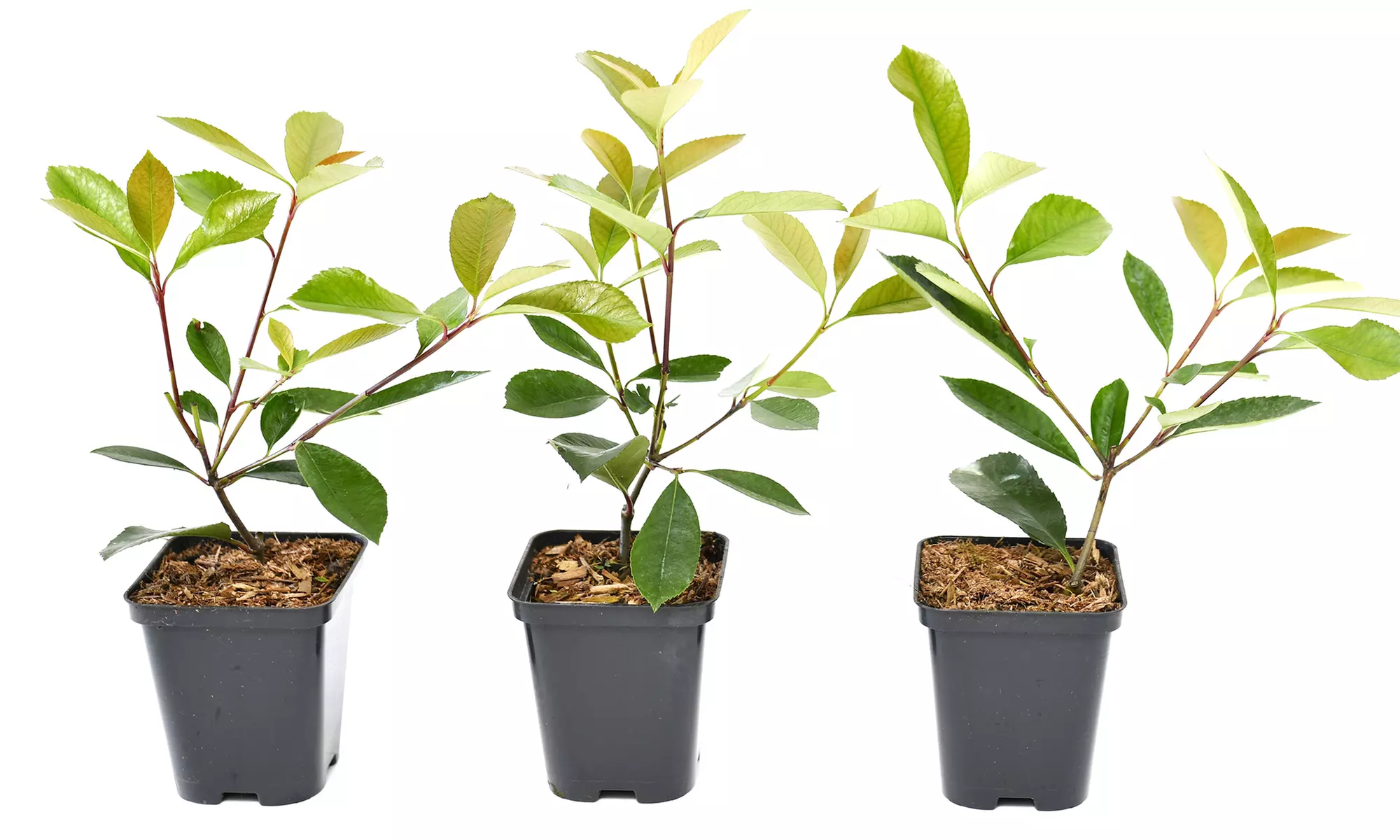 3x oder 6x Glanzmispel-Pflanzen „Red Robin" - Second Medium