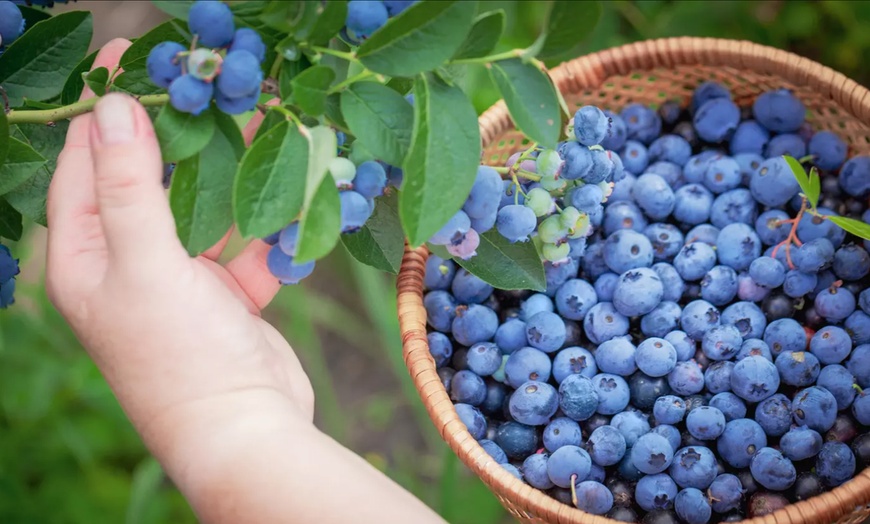 Image 3: 4x oder 8x OH2 Blaubeerpflanzen