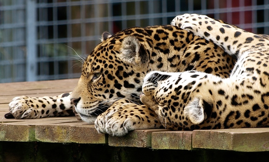 Image 5: South Lakes Safari Zoo