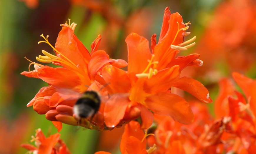 Image 6: 5 or 10 Crocosmia Spitfire Bulbs