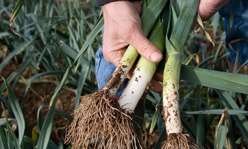 Image 2: Organic Veg, Home Delivered