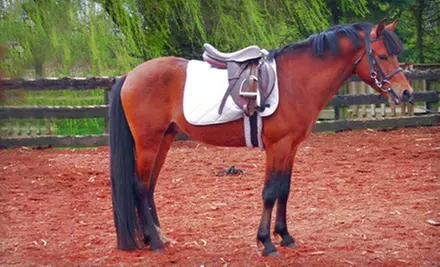 One-Hour Beginner Horseback-Riding Lesson for One or Two at Evergreen Stables in Pitt Meadows (Up to 56% Off) - Primary Image