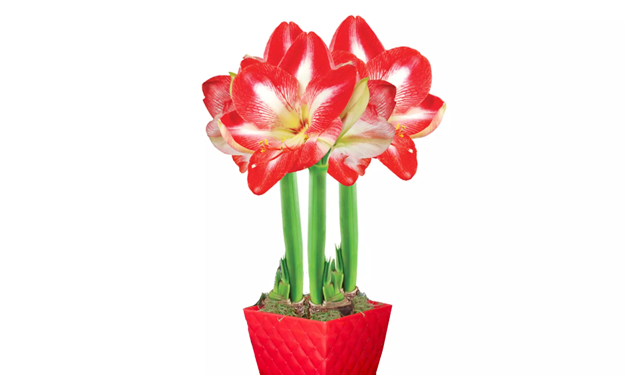 Amaryllis Bulbs with Decorative Pots from $17.99–$29.99   - Second Medium