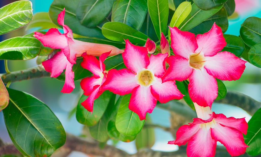 Image 6: Plante Adenium, rose du désert