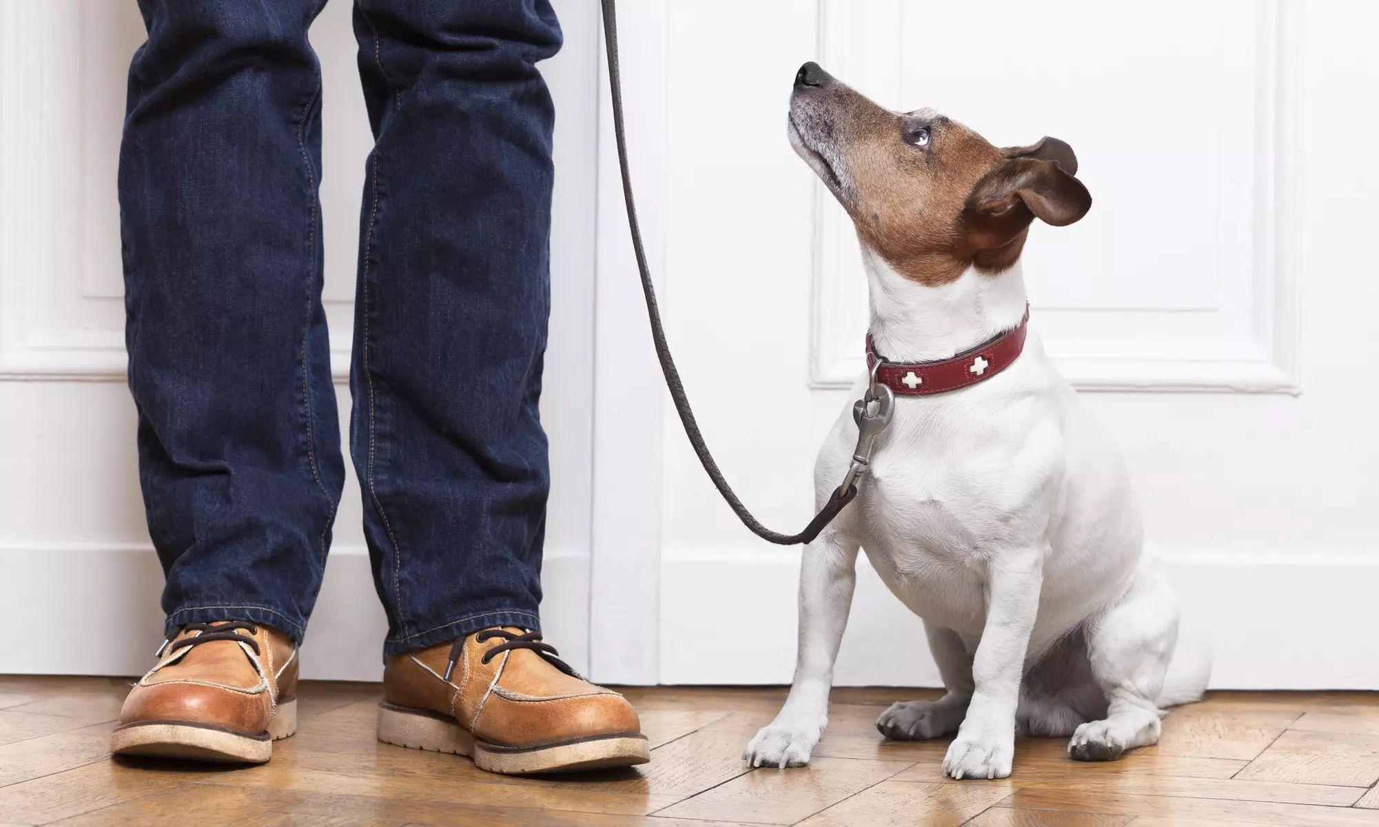 Two Dog Walks from Creature Comforts (55% Off) - Primary Image