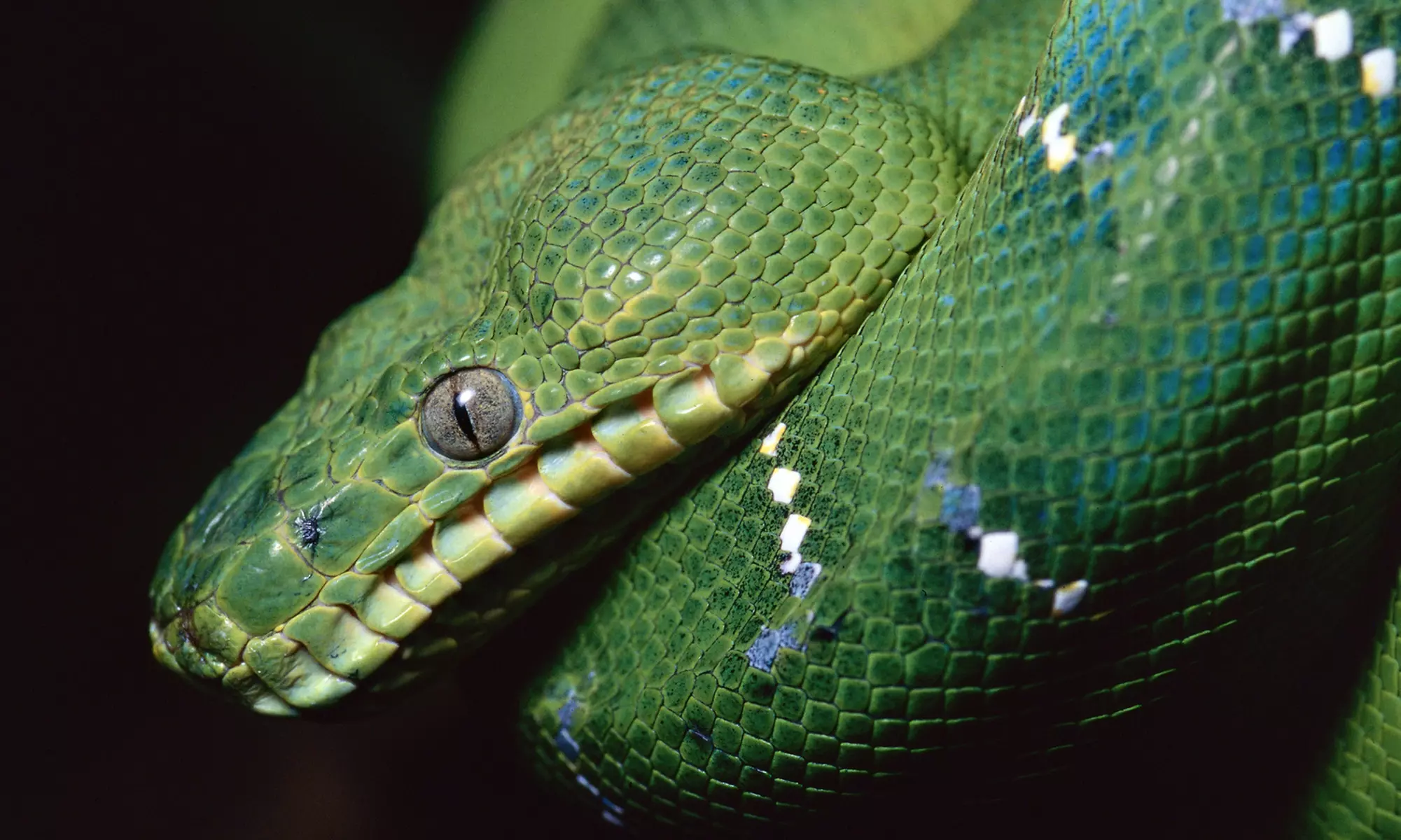Repticon West Palm Beach at The Box Expo Center on August 30 or 31 (Up to 50% Off) - Primary Image