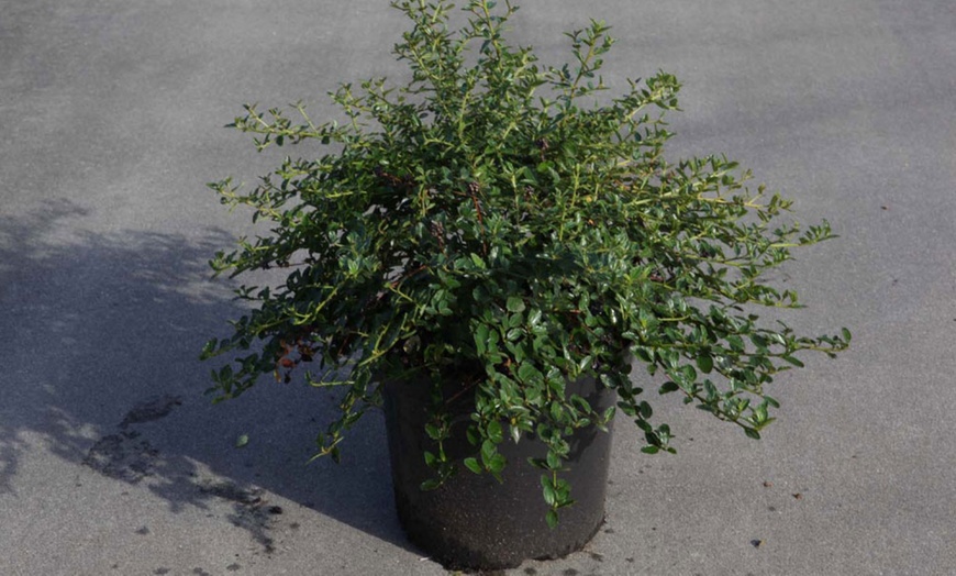 Image 7: Ceanothus Thyrsiflorus Repens Plant