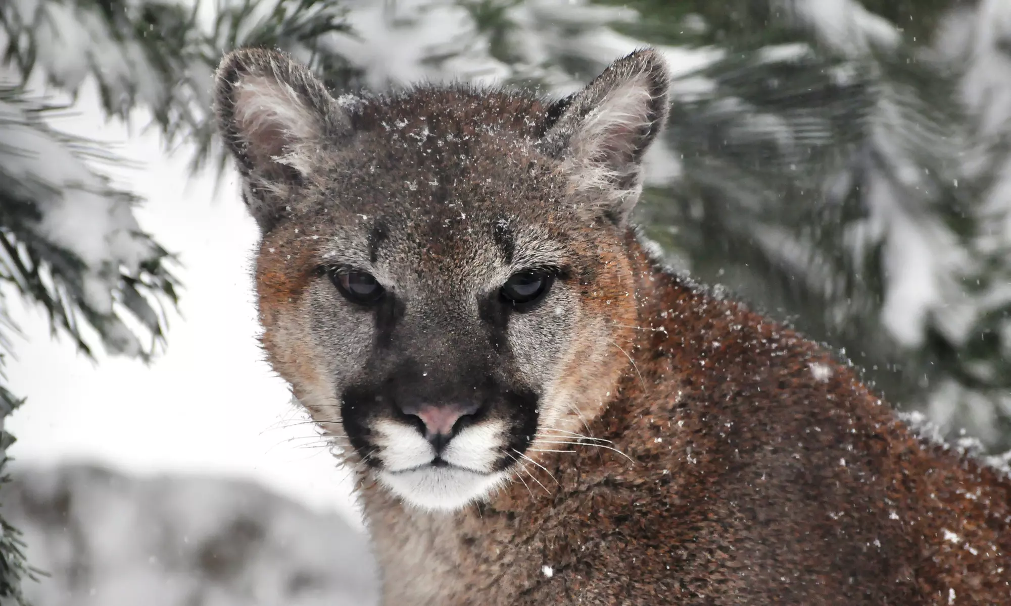 $69 for a Zoo Outing for Two, Including a Lemur Encounter at Cougar Mountain Zoo ($205 Value) - Primary Image
