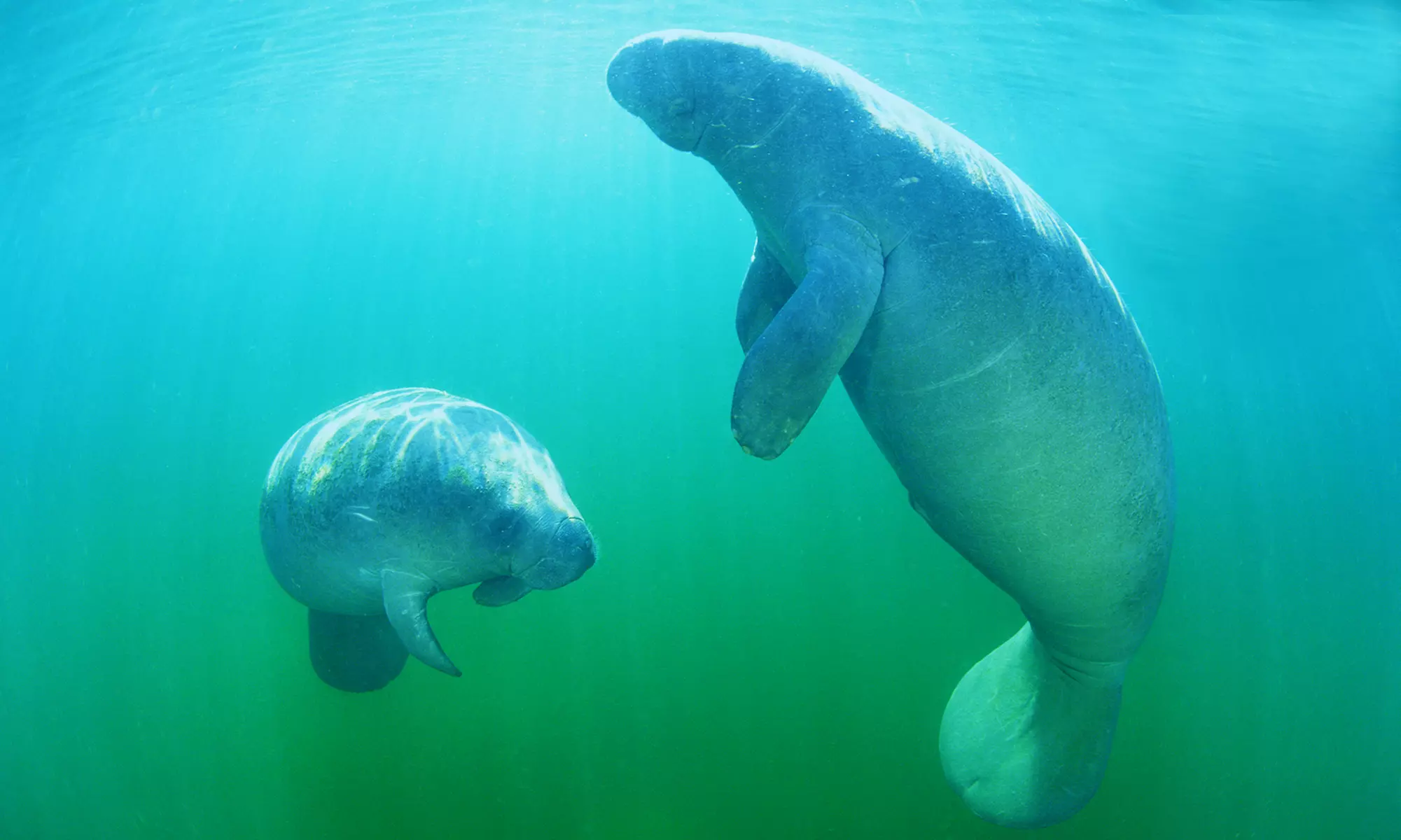 $30 for a Manatee Tour & Snorkel-Equipment Rental for One Adult from Manatee Tour and Snorkel ($49 Value)  - Primary Image