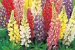 Mixed Lupin Russell Hybrid - 6, 12 or 24 Plants - Second Medium