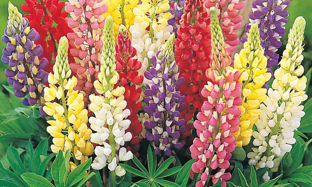 Mixed Lupin Russell Hybrid - 6, 12 or 24 Plants