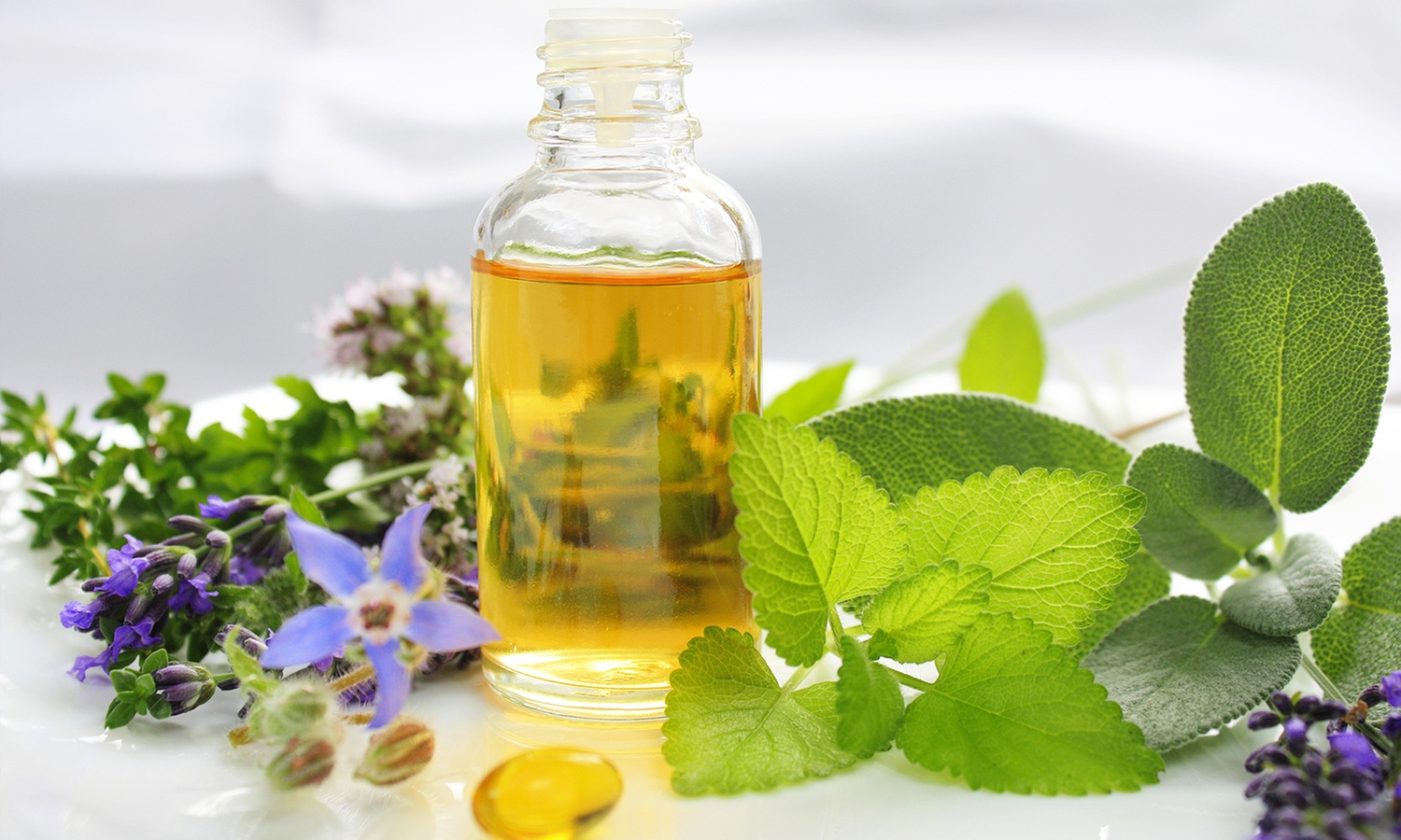 Explore Cannabis: History, Botany & Effects Online Course