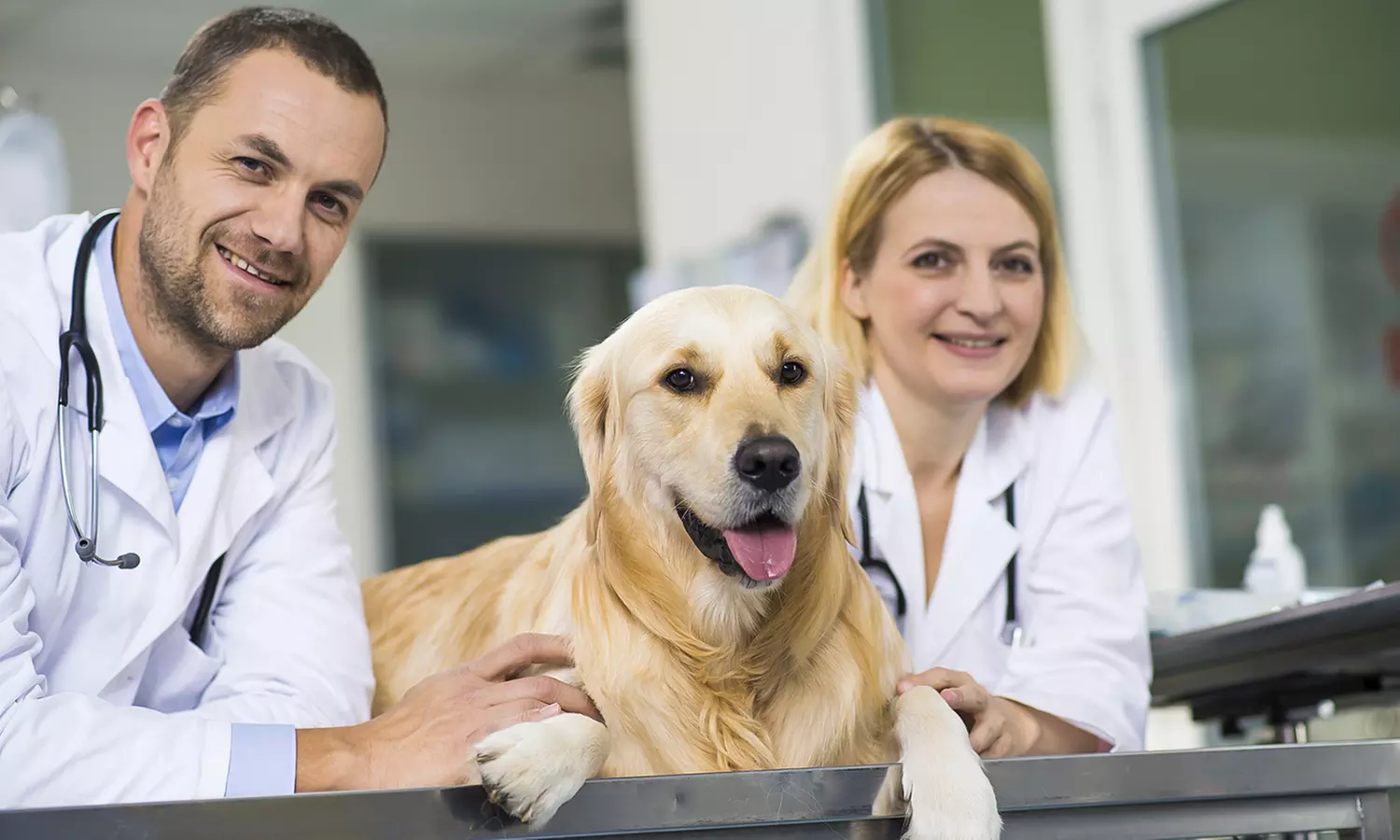 Veterinary Support Assistant Course from Online Academies (85% Off) - Primary Image