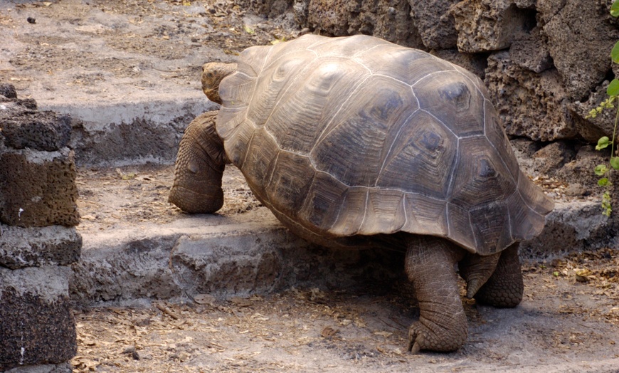 Image 1: Tageskarte für den Schildkröten- und Reptilienzoo Neu Ulm